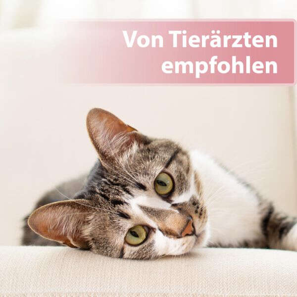 Felisept Katzenaugenpflege-Pads